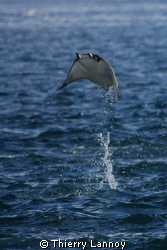 Flying Mobula over the Sea of Cortez - Cabo Pulmo - Baja ... by Thierry Lannoy 